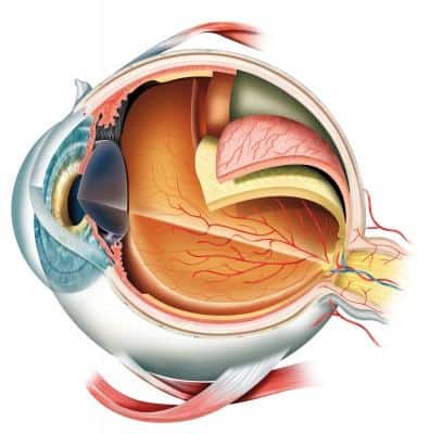 the eye